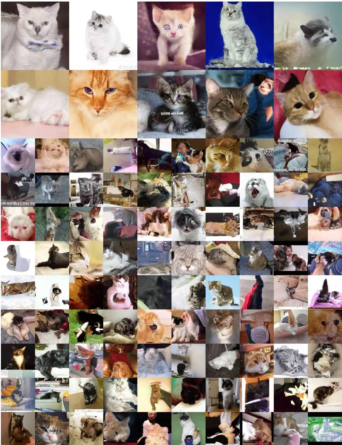 Figure 19 LSUN Cat samples